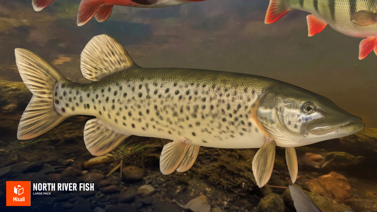 North river fish - large pack