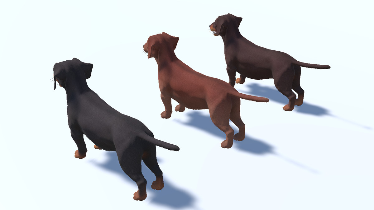 Dog -- Dachshund