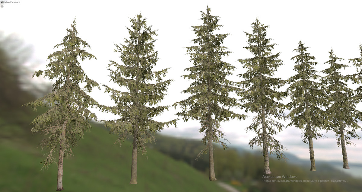 Spruce Trees
