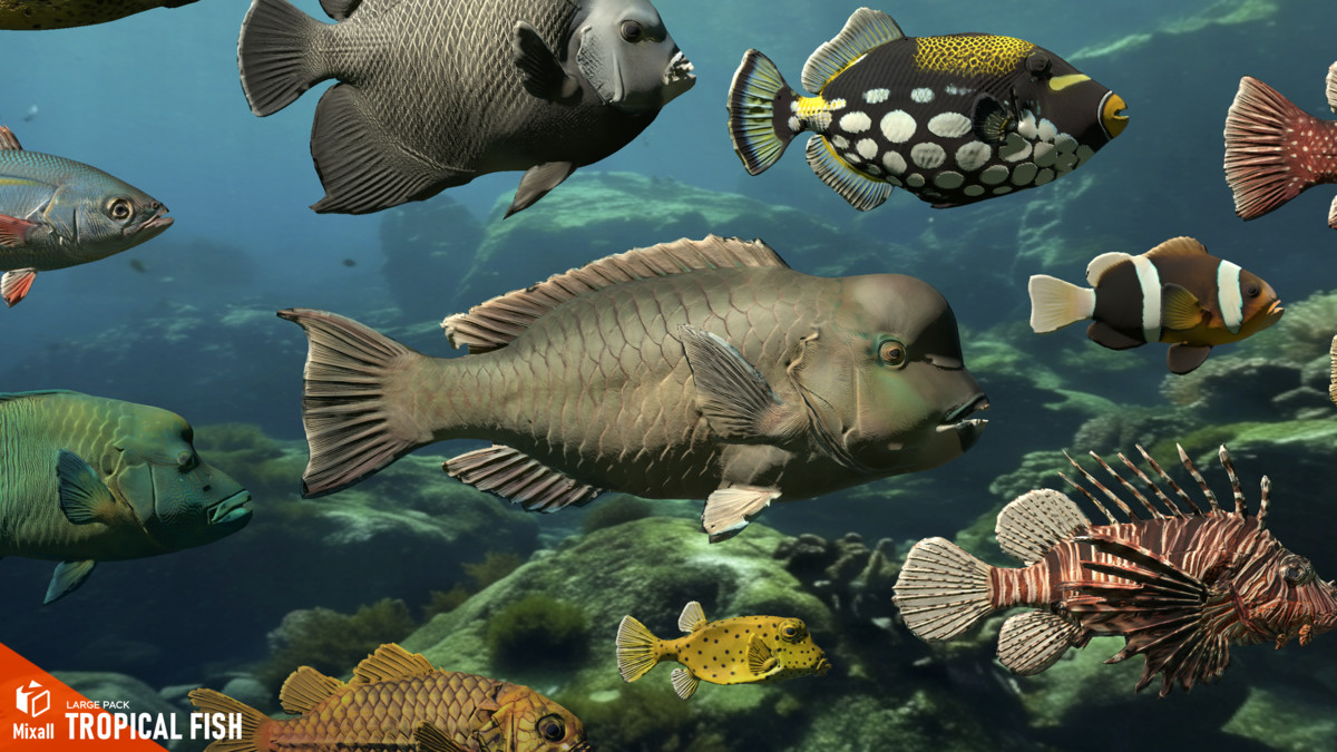 Tropical fish - large pack