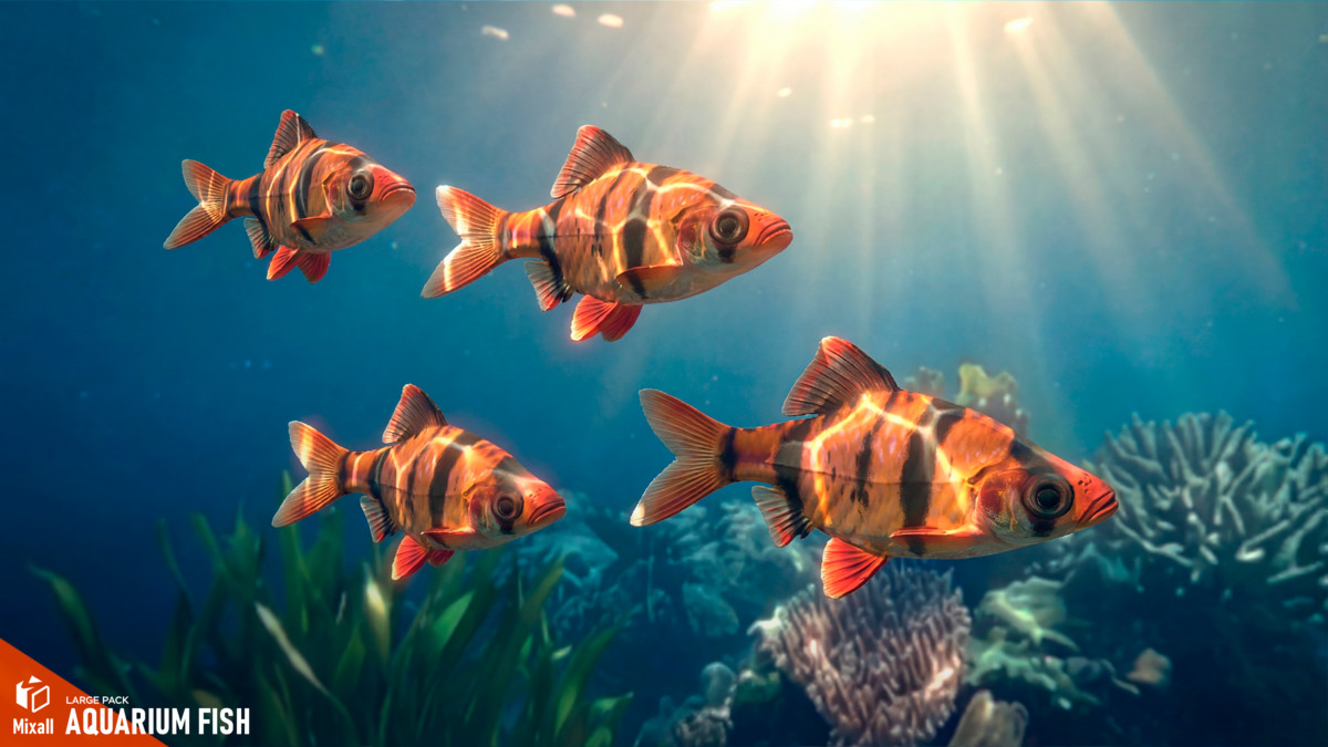 270 fish - Full pack