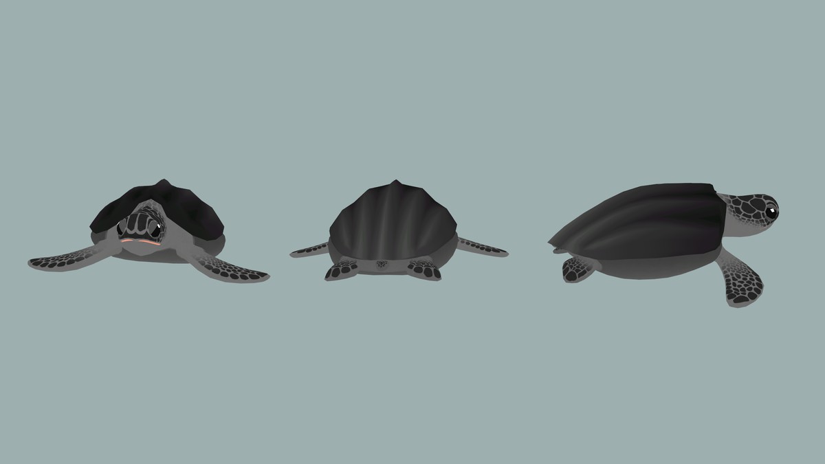 Stylized Turtle Animation Pack– FAUNA