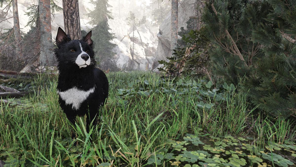 Skye the Border Collie (Dog)
