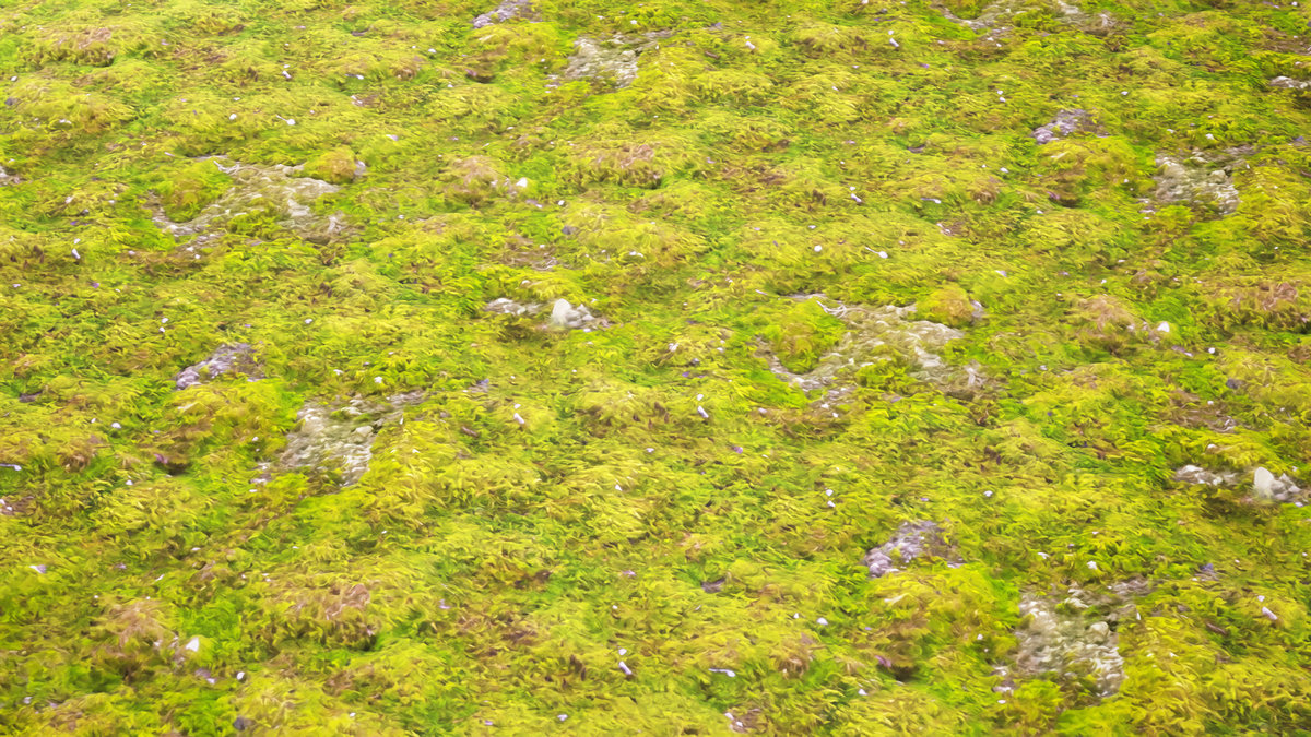 Stylized Materials - Moss 1
