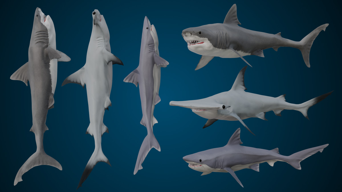 Animated Sharks Bundle