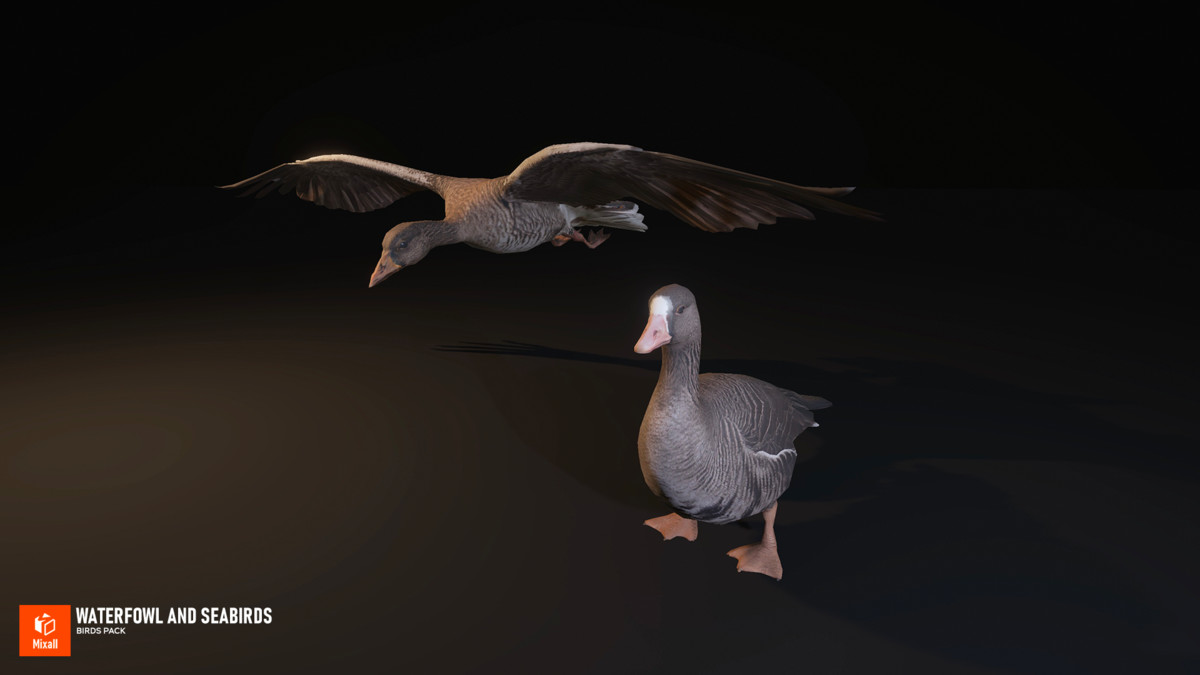 Waterfowl and seabirds - birds pack
