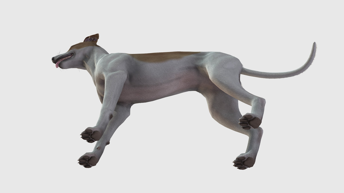 Dog -- Greyhound