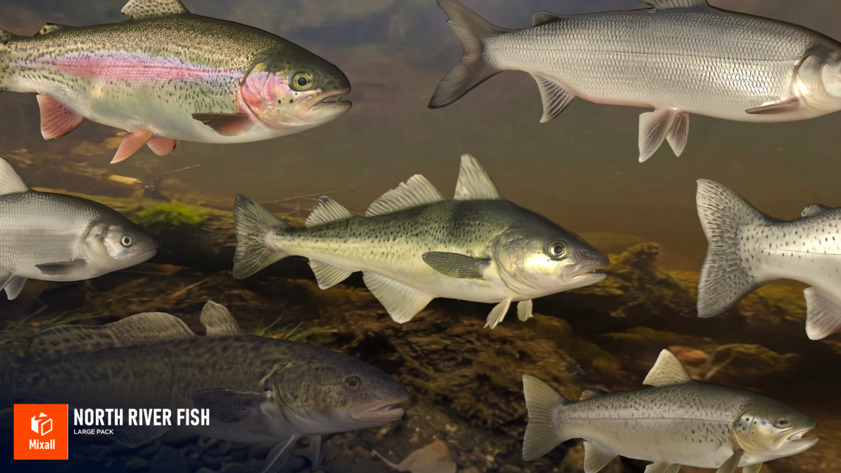 North river fish - large pack