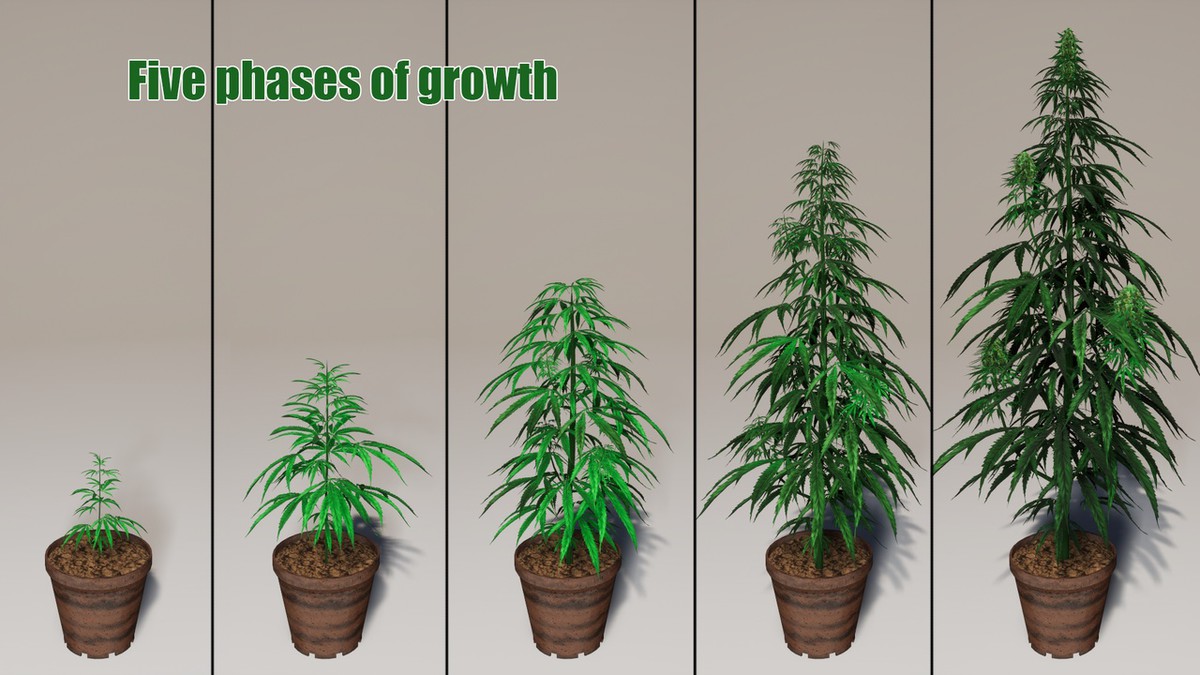 Drugdealer Game 3D Complete Pack