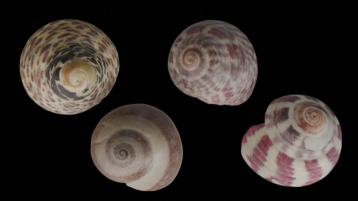 SeaShells Pack Vol 3