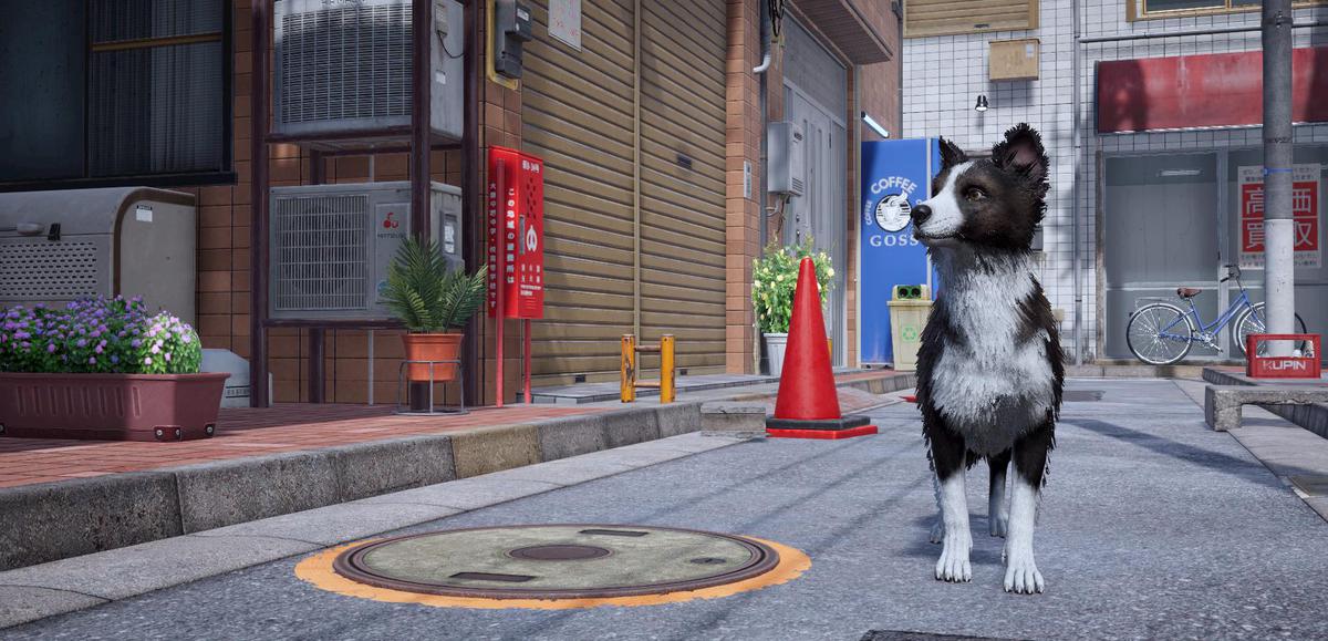 Skye the Border Collie (Dog)