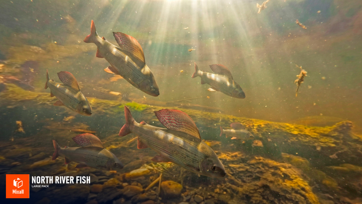 North river fish - large pack
