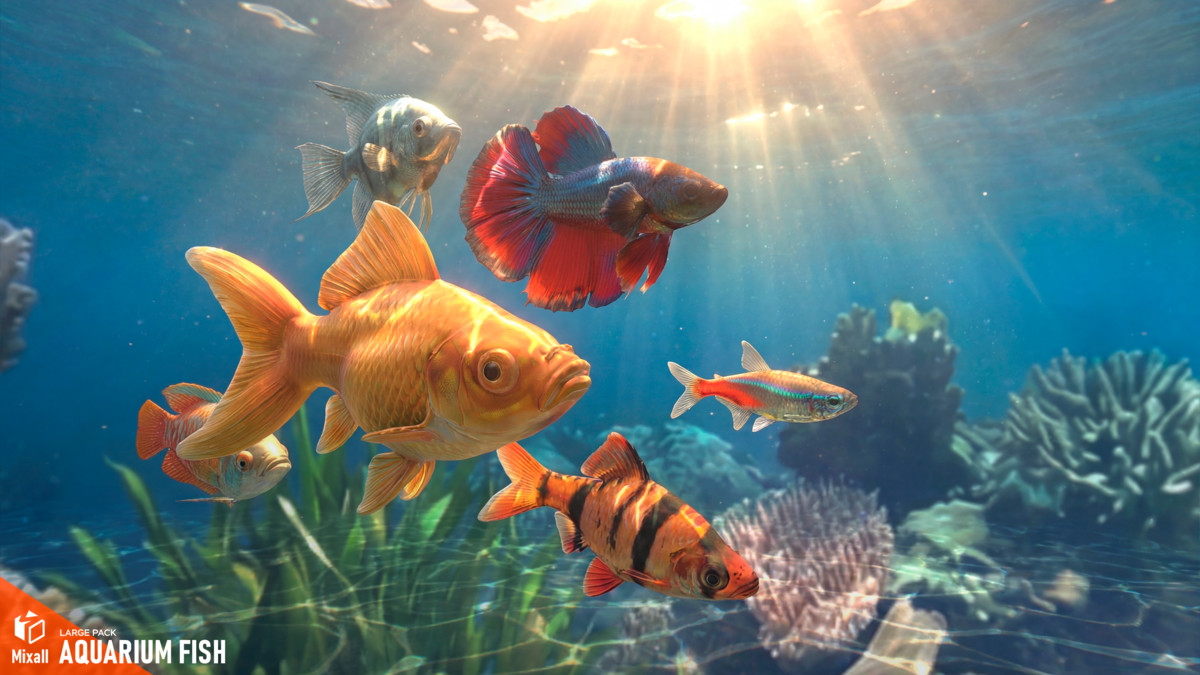 Aquarium fish - large pack