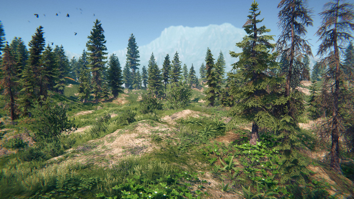 Spruce Forest