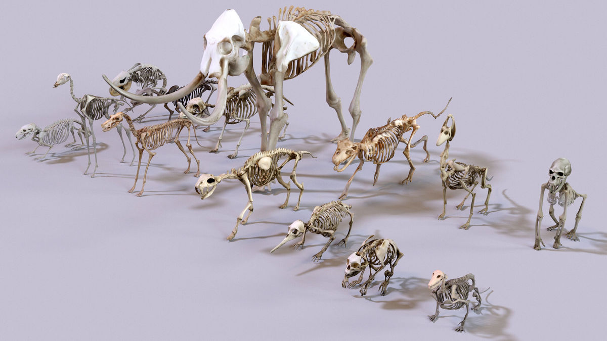 Ultimate Skeleton and Skull Pack. Game-ready low-poly assets