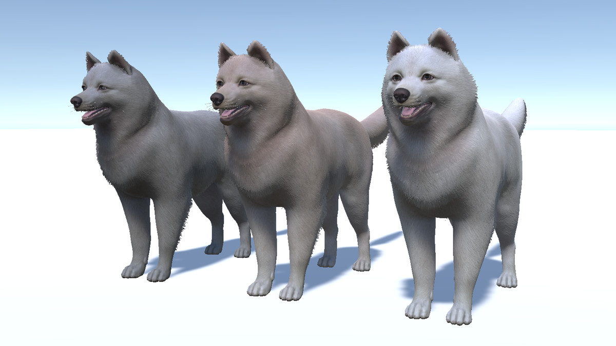 Dog - Samoyed