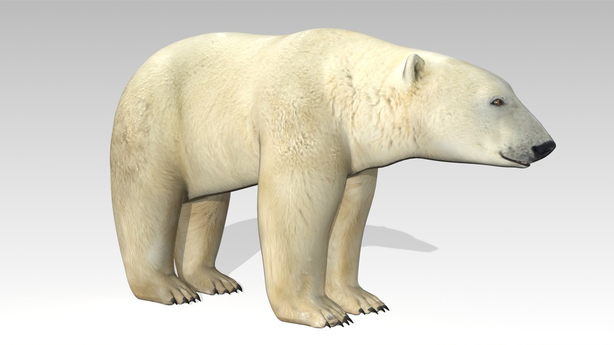 Polar Bear Animated