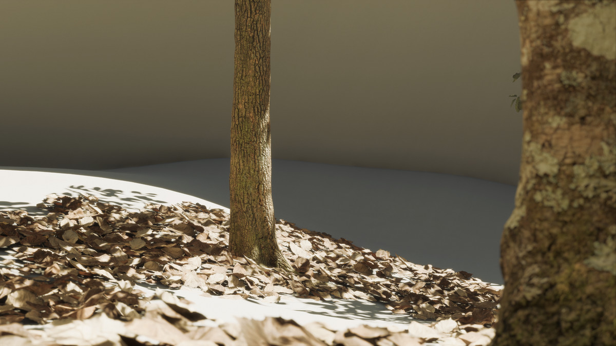 Forest Oak Trees