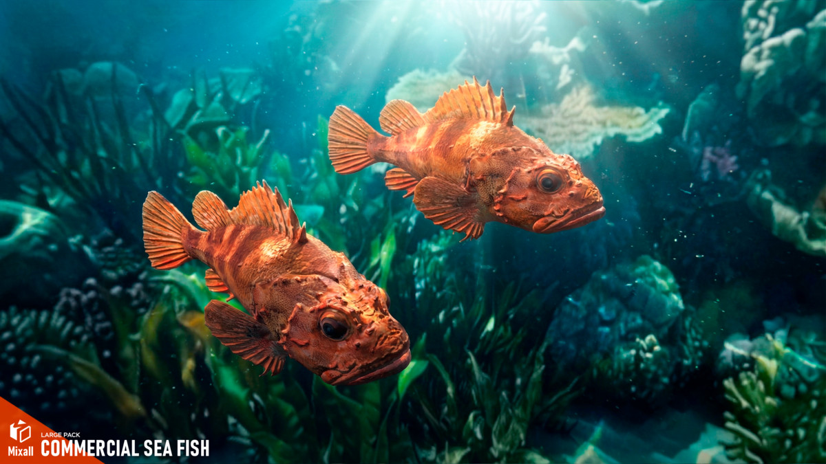 Commercial sea fish - large pack