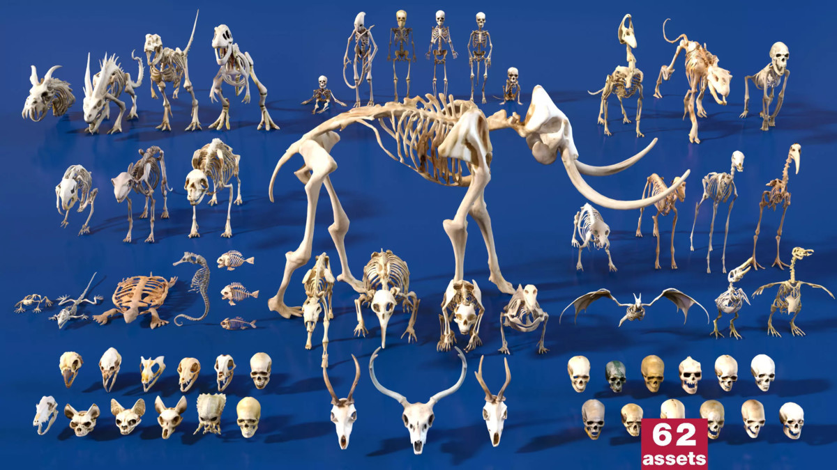 Ultimate Skeleton and Skull Pack. Game-ready low-poly assets