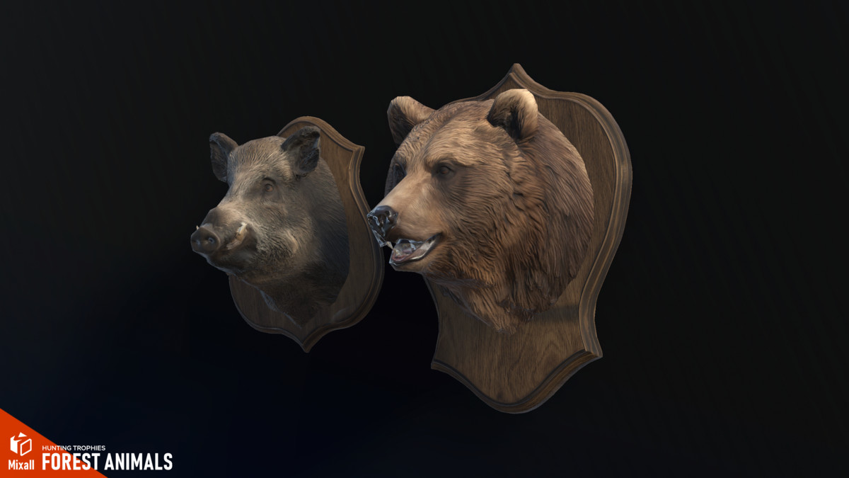 Forest animals – Hunting trophies