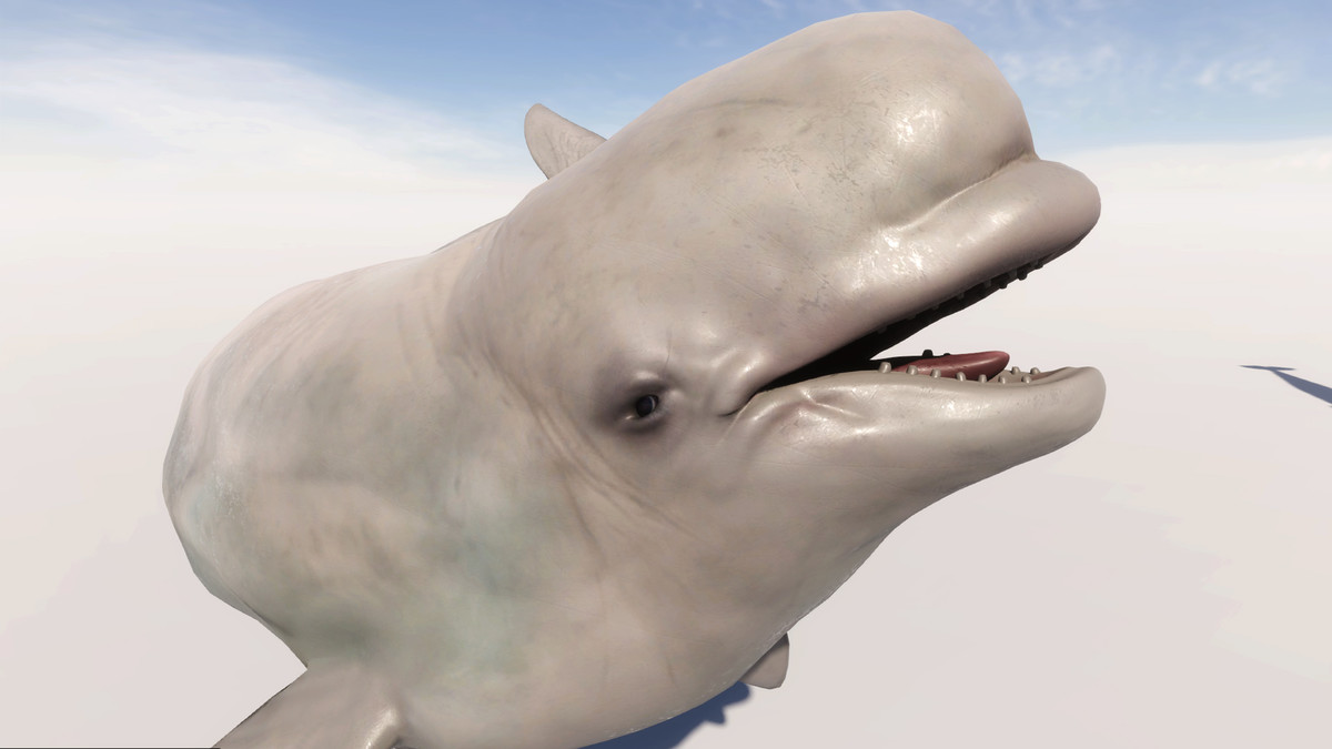 Beluga Whale with Spline System