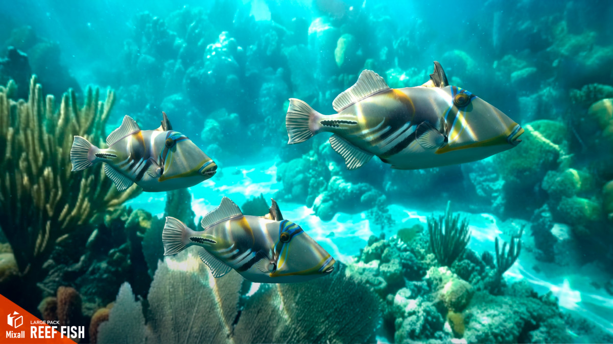 Reef fish - large pack