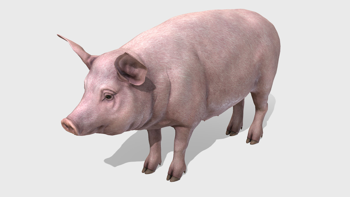 Pig - Female