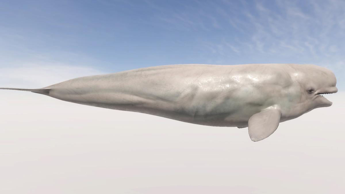 Beluga Whale with Spline System