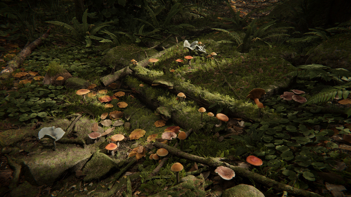 Realistic Mushrooms Scans