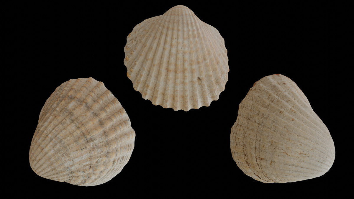 SeaShells Pack Vol 1