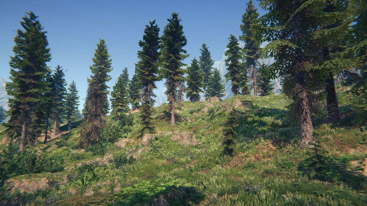Spruce Forest