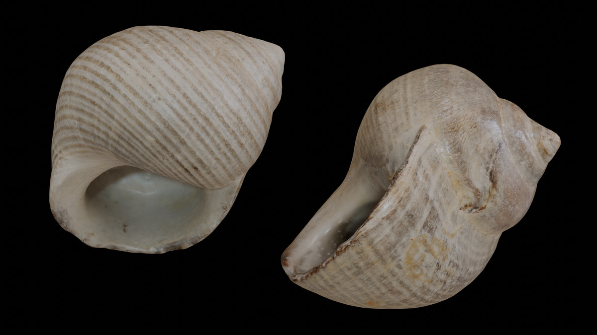 SeaShells Pack Vol 3