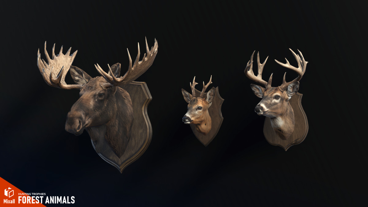 Forest animals – Hunting trophies
