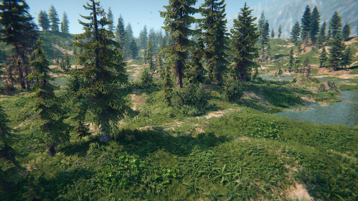 Spruce Forest
