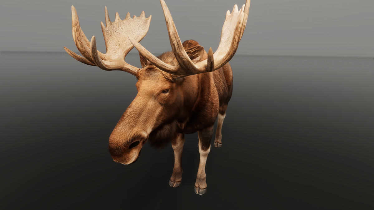 Ultrarealistic Forest Animals - Customizable Fur