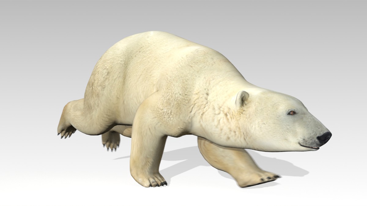 Polar Bear Animated