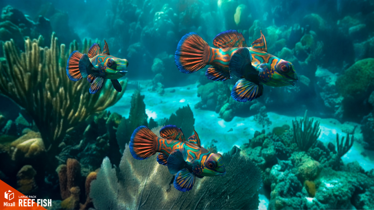 Reef fish - large pack