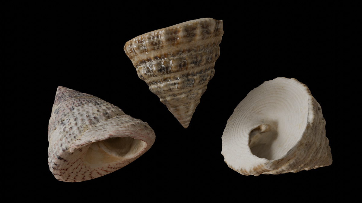 SeaShells Pack Vol 1