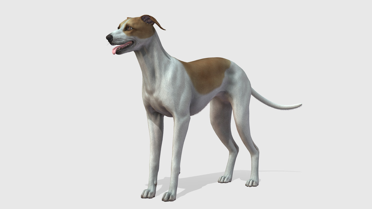 Dog -- Greyhound