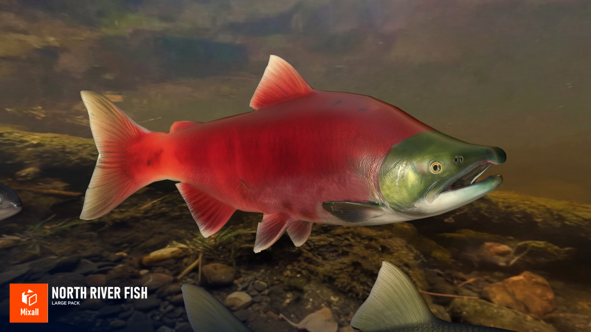 North river fish - large pack