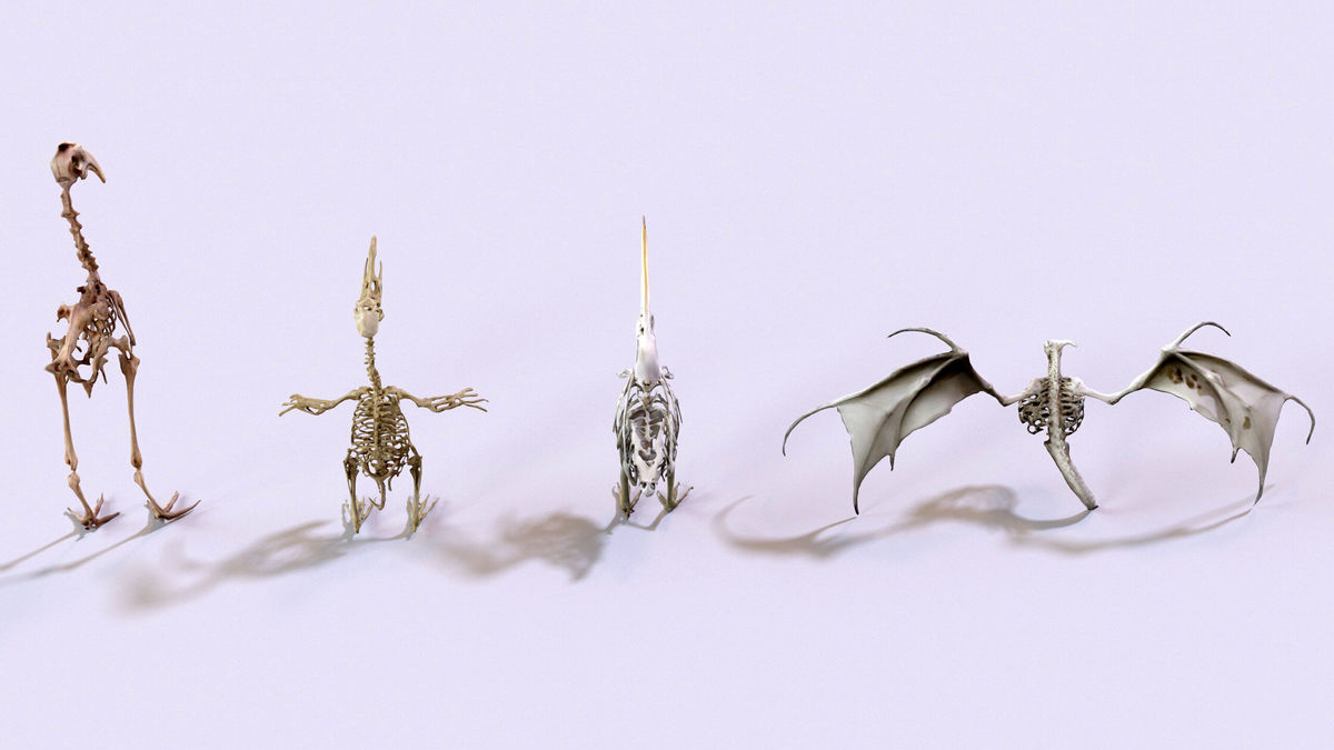 Ultimate Skeleton and Skull Pack. Game-ready low-poly assets