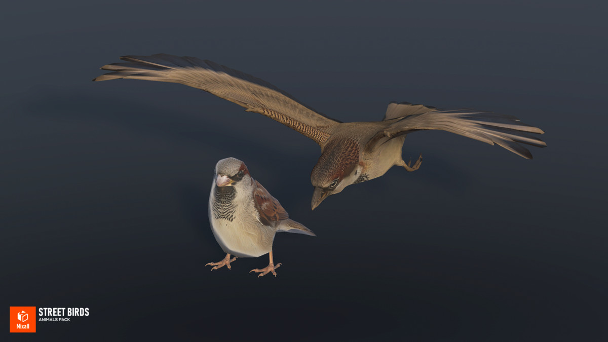 Street birds - animals pack