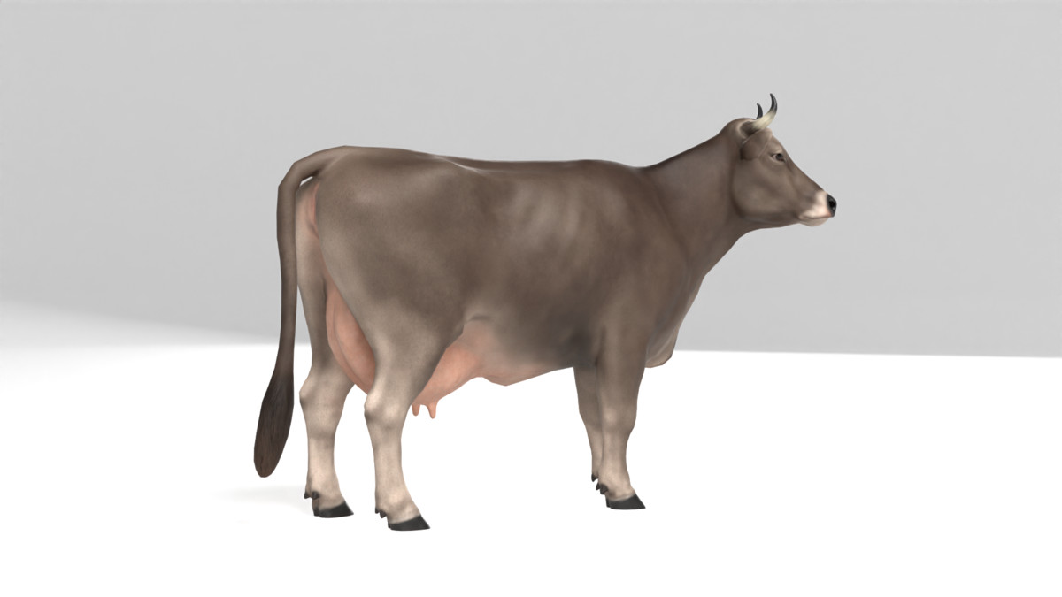 Braunvieh Cow