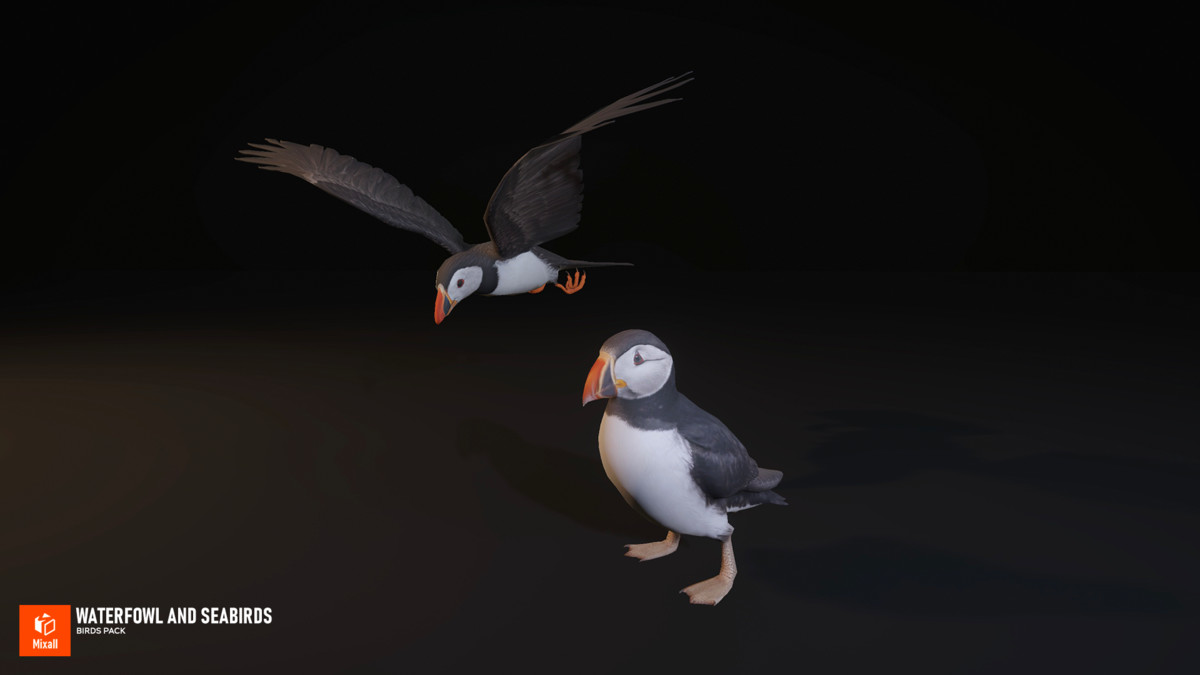 Waterfowl and seabirds - birds pack