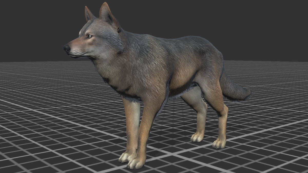 Wolf - Male