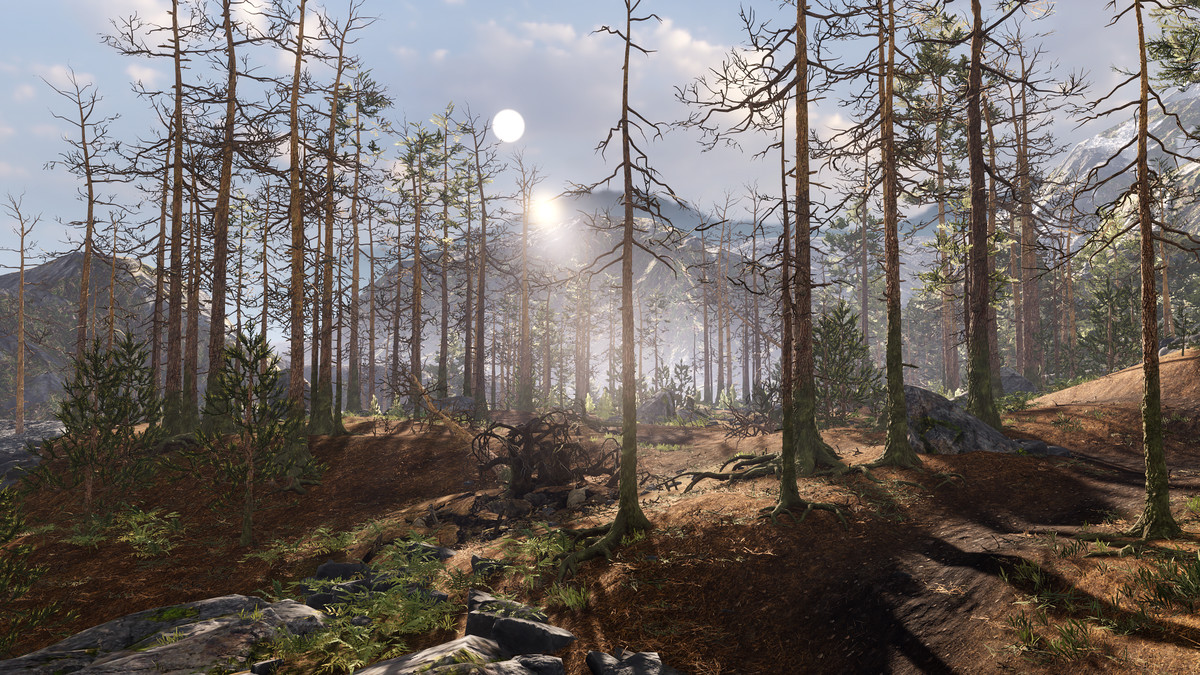 Rocky Pine Forest