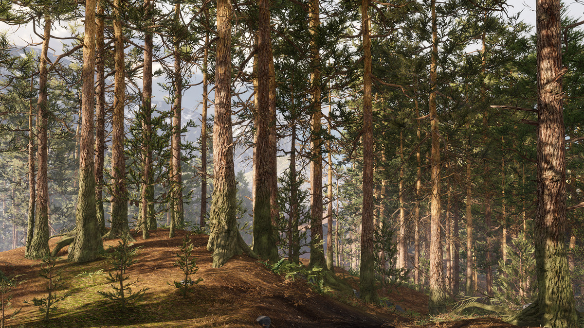 Rocky Pine Forest