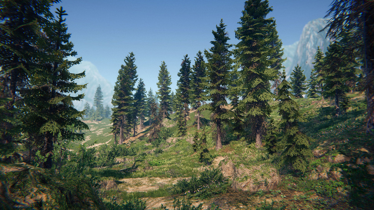 Spruce Forest