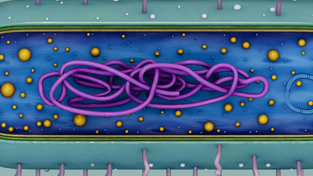 Prokaryotic Bacteria Cell - Cross Sections
